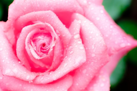かのやばら園 のバラの見ごろやバラまつりとバラ園情報 バラ園案内 バラの見ごろと開花状況