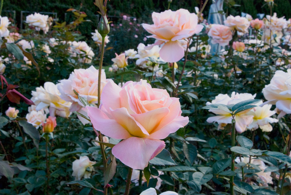 東武トレジャーガーデン館林のバラの見ごろやバラまつりとバラ園情報 閉園 バラ園案内 バラの見ごろと開花状況