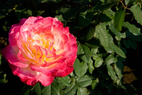 京都府立植物園のバラの見ごろやバラまつりとバラ園情報 バラ園案内 バラの見ごろと開花状況
