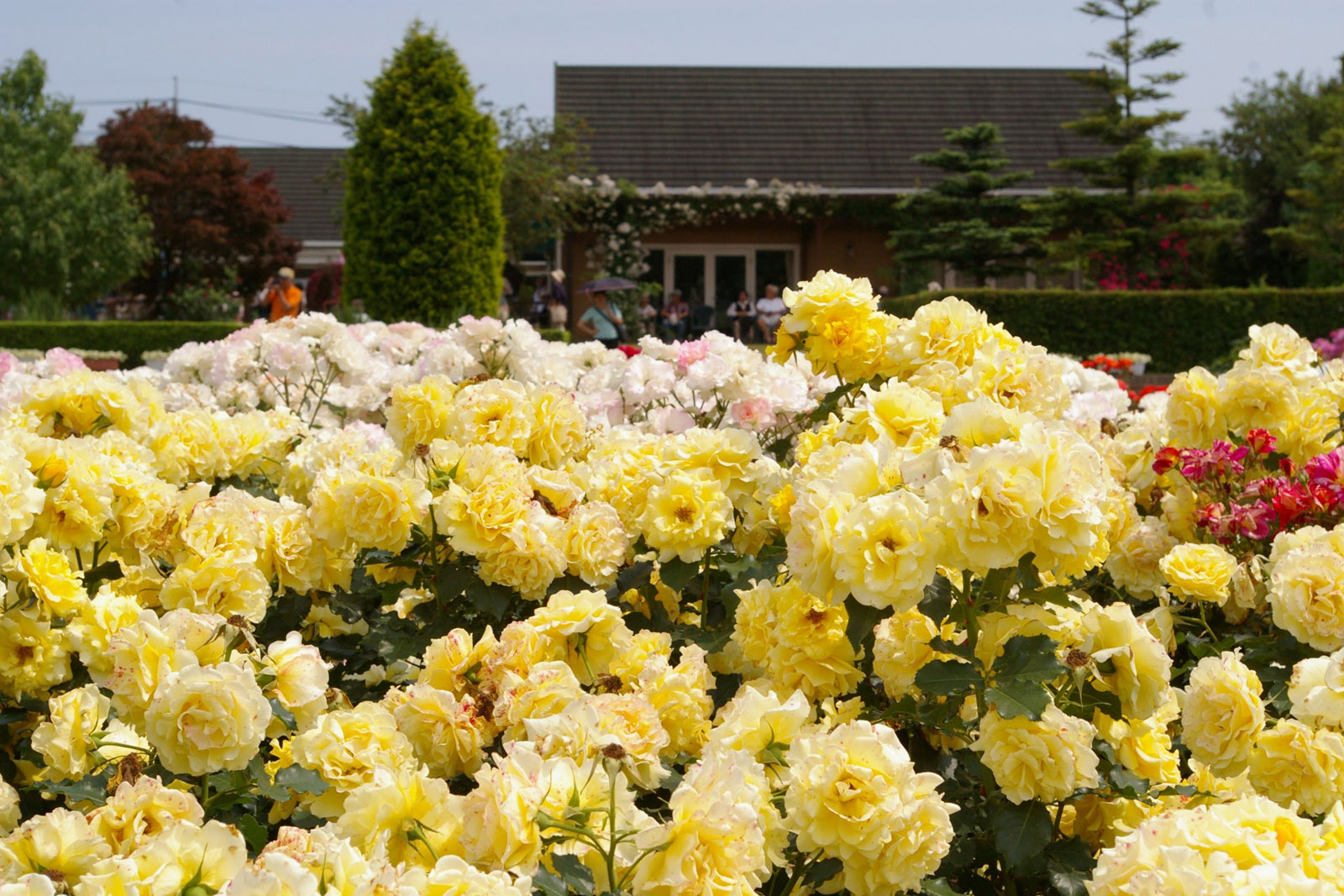 茨城県フラワーパーク 開花情報 バラまつり バラ園案内 バラの見ごろと開花状況