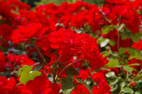 河津バガテル公園 のバラの見ごろやバラまつりとバラ園情報 バラ園案内 バラの見ごろと開花状況