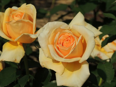 花巻温泉バラ園 のバラの見ごろやバラまつりとバラ園情報 バラ園案内 バラの見ごろと開花状況