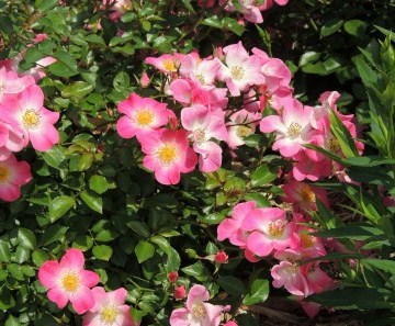 与野公園 のバラの見ごろやバラまつりとバラ園情報 バラ園案内 バラの見ごろと開花状況