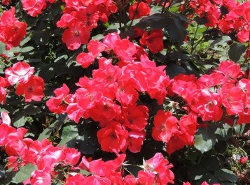 神代植物公園のバラの見ごろやバラまつりとバラ園情報 バラ園案内 バラの見ごろと開花状況