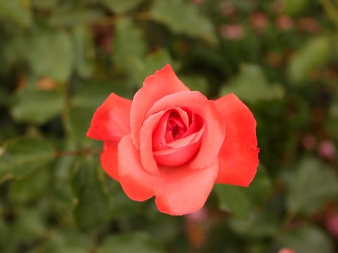鹿沼市立東中学校 のバラの見ごろやバラまつりとバラ園情報 バラ園案内 バラの見ごろと開花状況