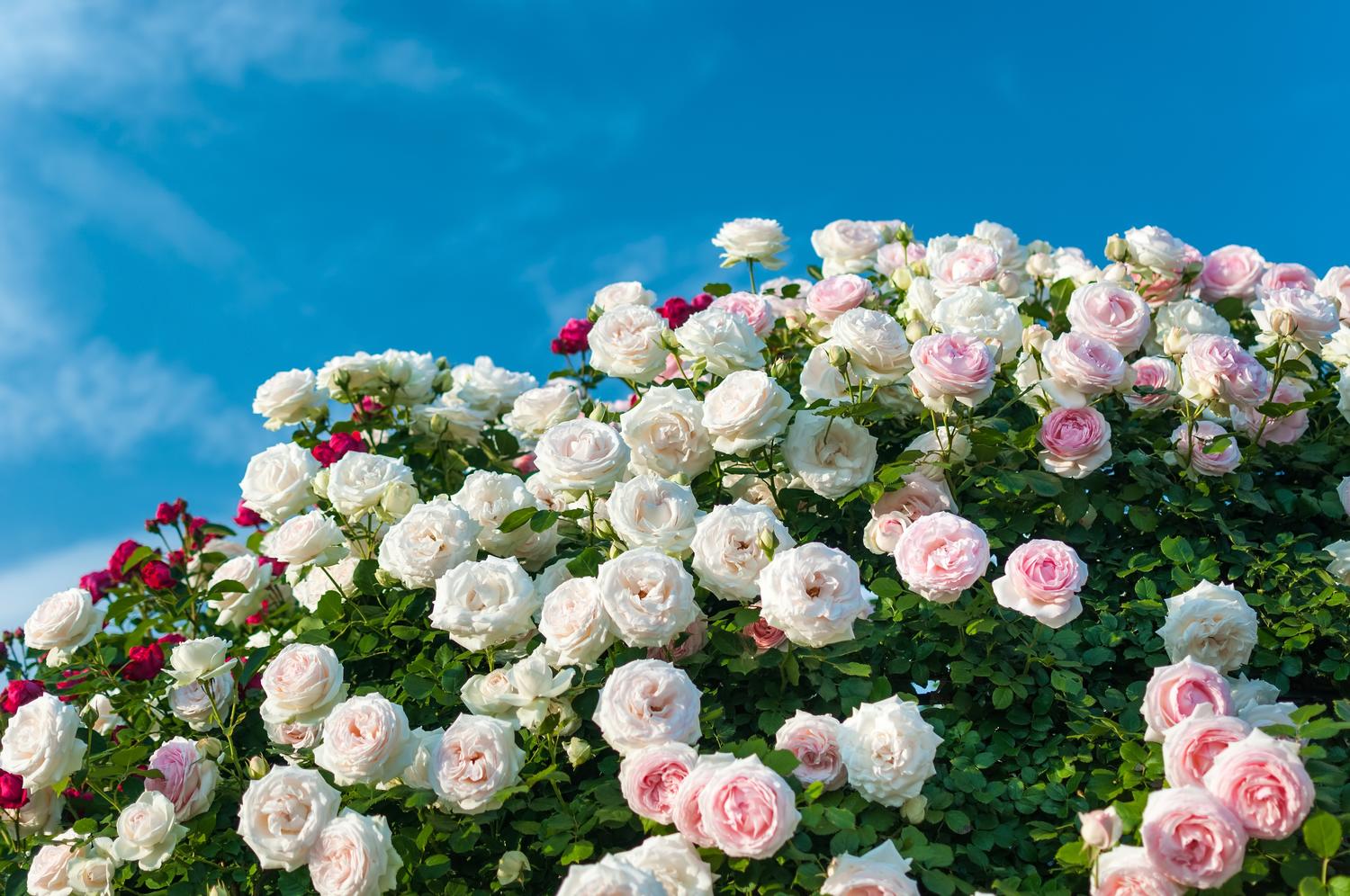 京成バラ園 のバラの見ごろやバラまつりとバラ園情報 バラ園案内 バラの見ごろと開花状況
