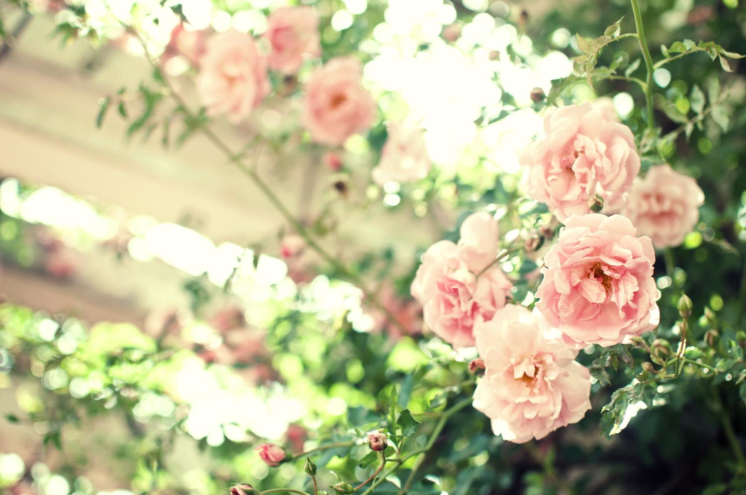 蓼科高原バラクライングリッシュガーデン のバラの見ごろやバラまつりとバラ園情報 バラ園案内 バラの見ごろと開花状況