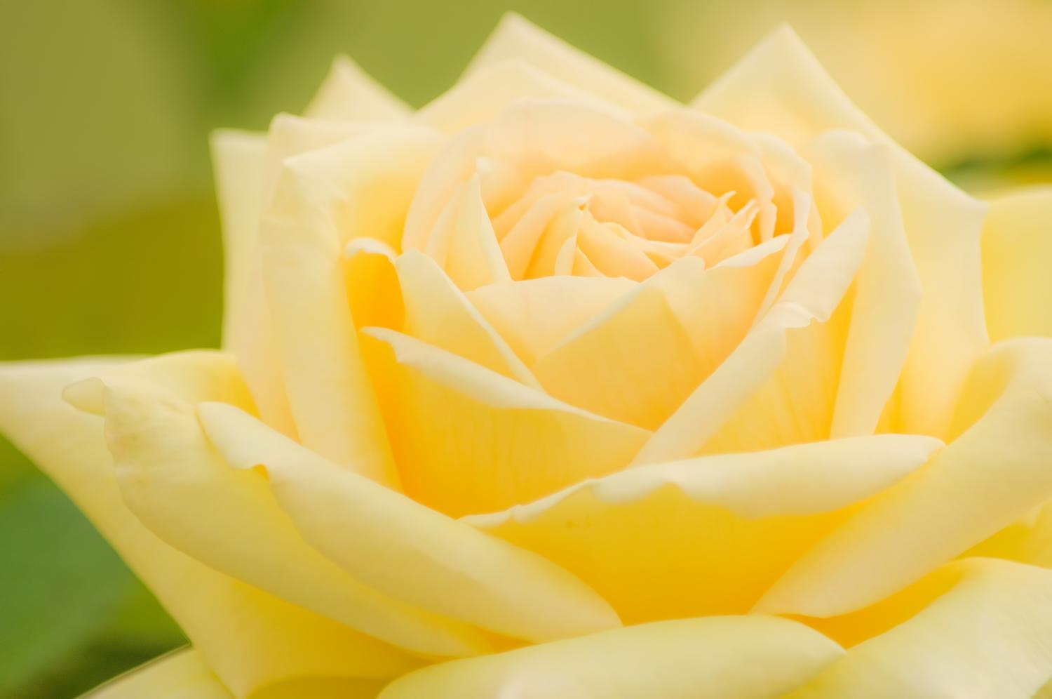 浜寺公園 のバラの見ごろやバラまつりとバラ園情報 バラ園案内 バラの見ごろと開花状況