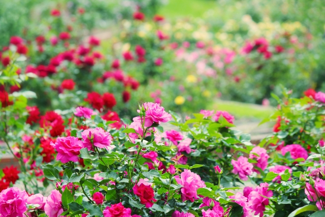 安曇野市豊科近代美術館 のバラの見ごろやバラまつりとバラ園情報 バラ園案内 バラの見ごろと開花状況
