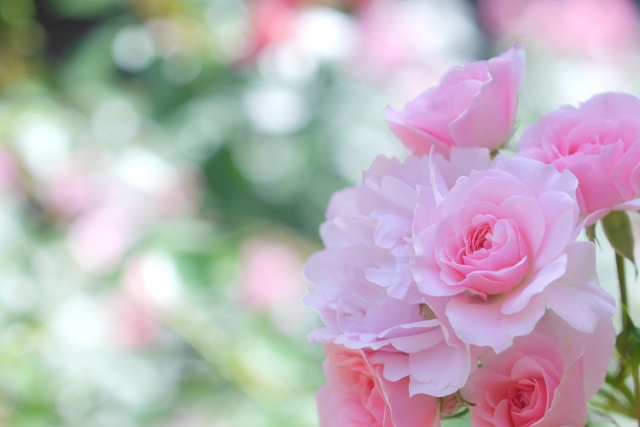 鶴舞公園 のバラの見ごろやバラまつりとバラ園情報 バラ園案内 バラの見ごろと開花状況