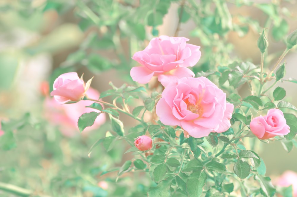 イングリッシュガーデンハウス のバラの見ごろやバラまつりとバラ園情報 バラ園案内 バラの見ごろと開花状況