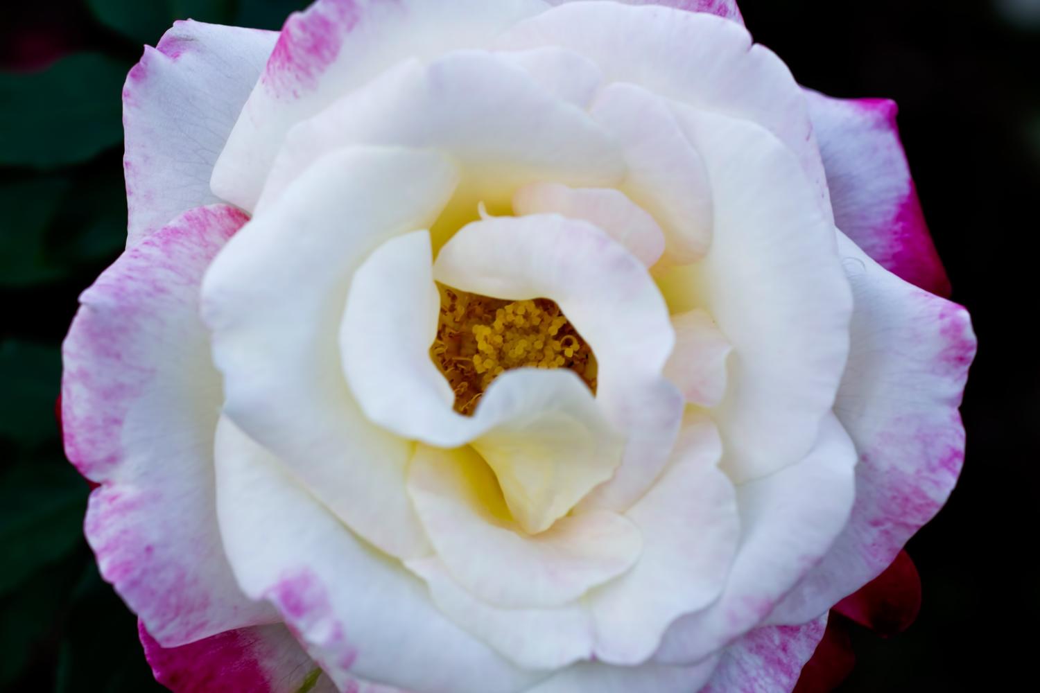ラグーナテンボス ラグナシア のバラの見ごろやバラまつりとバラ園情報 バラ園案内 バラの見ごろと開花状況