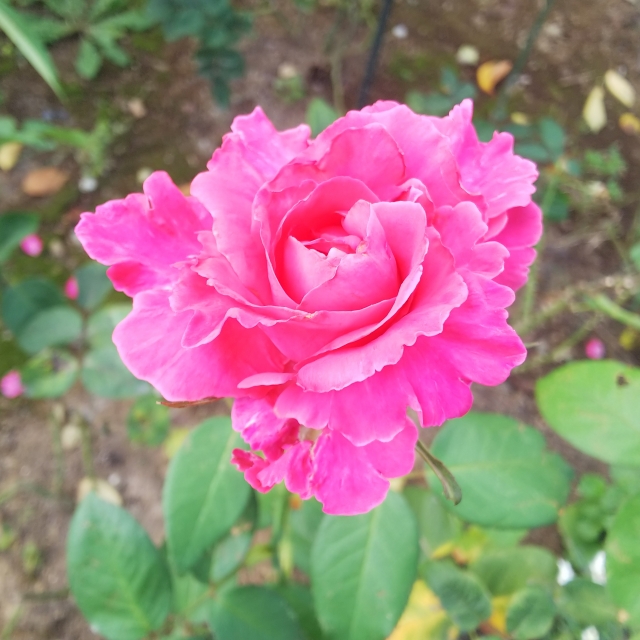 レオマリゾートのバラの見ごろやバラまつりとバラ園情報 バラ園案内 バラの見ごろと開花状況